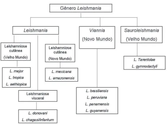 Figura  1-  Esquema  das  principais  e  mais  pesquisadas  espécies  de  Leishmania,  com  maior  interesse  e  importância na Medicina