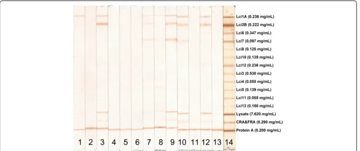 Figure 1 MAPIA with recombinant Leishmania infantum antigens. Images of strips containing printed individual antigens