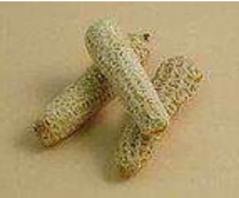 Figura 5: Sabugo de milho.