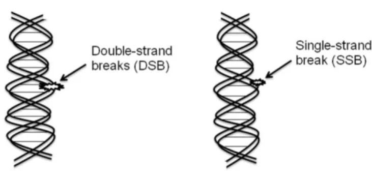 Figura 1: O alvo biológico das radiações em a célula é o DNA (Baskar et al, 2012) 