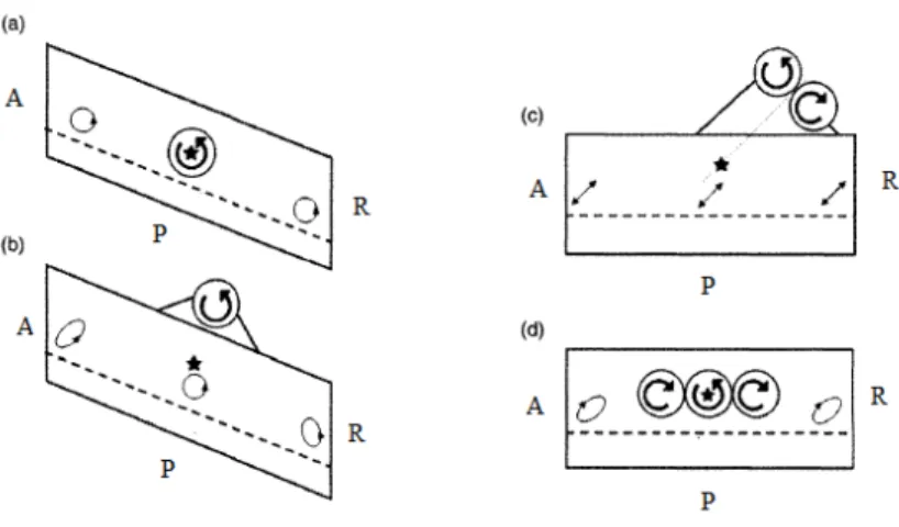 Figura 3.14: Ilustração dos padrões de movimento vibratório da peneira: a) movimento circular; 