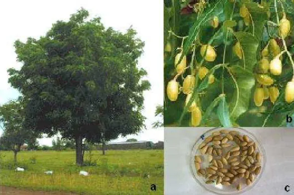 Figura 1. A árvore (a) do nim (Azadirachta indica) e suas partes, folhas e frutos (b),  sementes de nim (c)