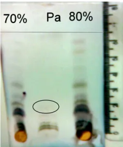 Figura  4.  Placa  cromatográfica  representativa  de  eluição  por  CCD  para  o  extrato  hidroalcoólico  de  folhas  de  nim  em  etanol  70%  (V/V)  e  80%  (V/V)  e  mancha  de  padrão de trabalho de AZA (Pa)