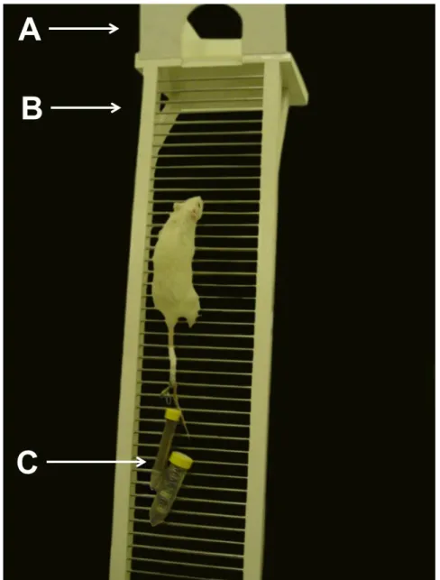 Figura 2: Escada para treinamento. A = Local de descanso após a escalada (2 minutos de descanso); B 