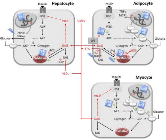 Figure   2:   Metabolic   effects   of   E2   in   hepatocyte,   adipocyte   and   myocyte