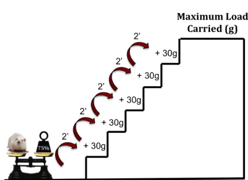Figure   9.   Carried   load   per   training   session.   