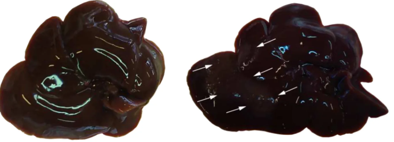 Figure   11.   Color   and   size   of   liver.   