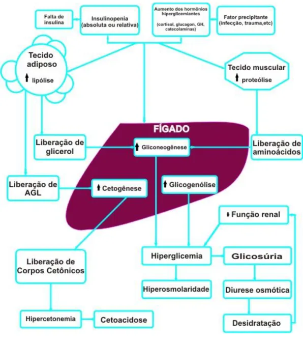 Figura 1  –  Fisiologia do  DM 