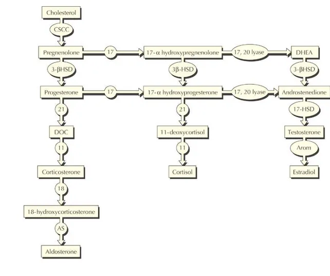 FIGURA 1: Esteroidogêse Adrenal  