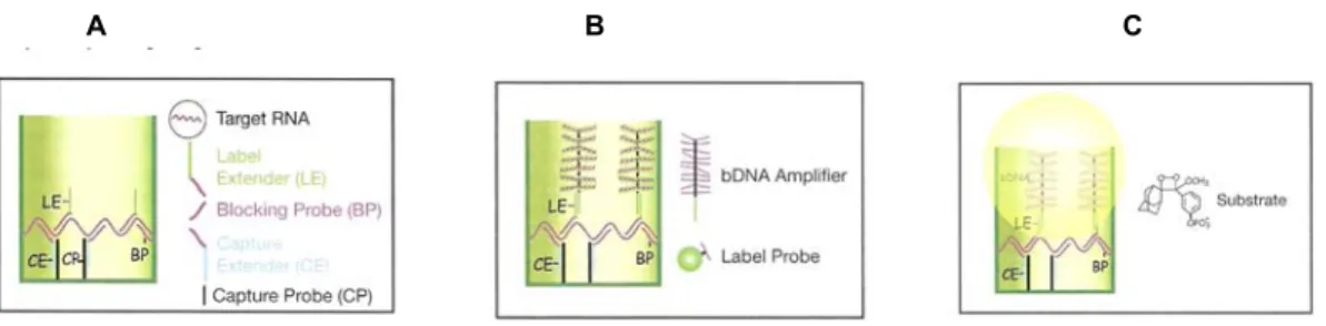 Fig. 1- A) Molécula de RNA liberadas das células na presença de Lysis misture e hibridizadas  aos Probe Sets (CE, LE, BL)