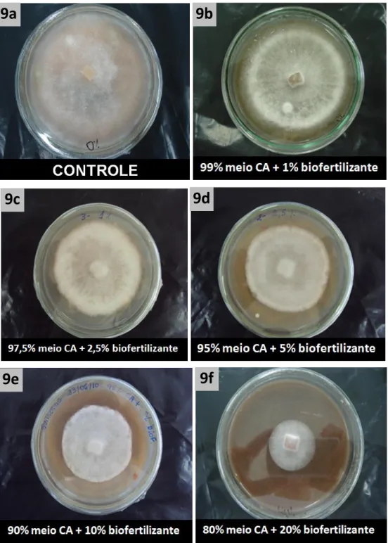 Figura  7.  Cultivo  de  Phytophthora  parasítica  em  meio  de  cultura  suplementado  com  diferentes  concentrações  de  biofertilizante