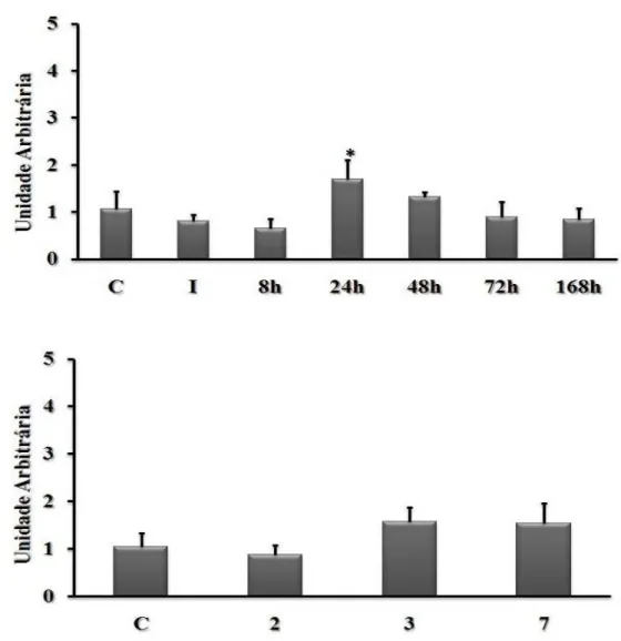 Figura 3 – O efeito do alongamento passivo nos níveis de RNAm da myoD. A: 