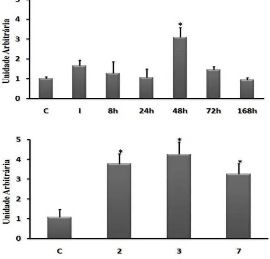 Figura 5 – O efeito do alongamento passivo nos níveis de RNAm da atrogina-1. A: 