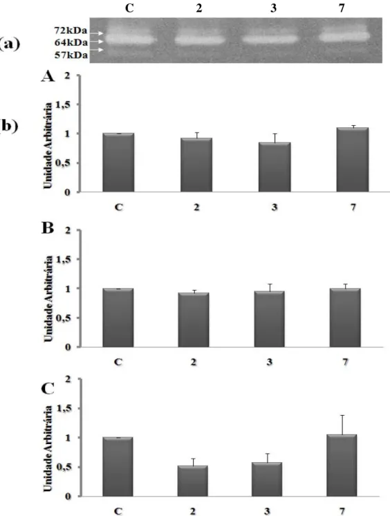 Figura 2- Densitometria da zimografia das bandas da MMP-2 em unidades arbitrárias: 