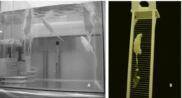 Figura 1. Animais sob treinamento aeróbio ( A ) e Escada utilizada no Treinamento de Força  (1,1 x 0,18m, 2 cm de espaçamento entre os degraus da grade, 80º de inclinação  ( B ) 