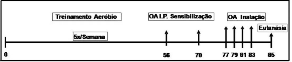 Figura 1 – Treinamento aeróbio = 8 semanas; sensibilização pela OA = 2 semanas; A  inalação de OVA começou após a segunda semana de sensibilização e foi realizada 4  vezes