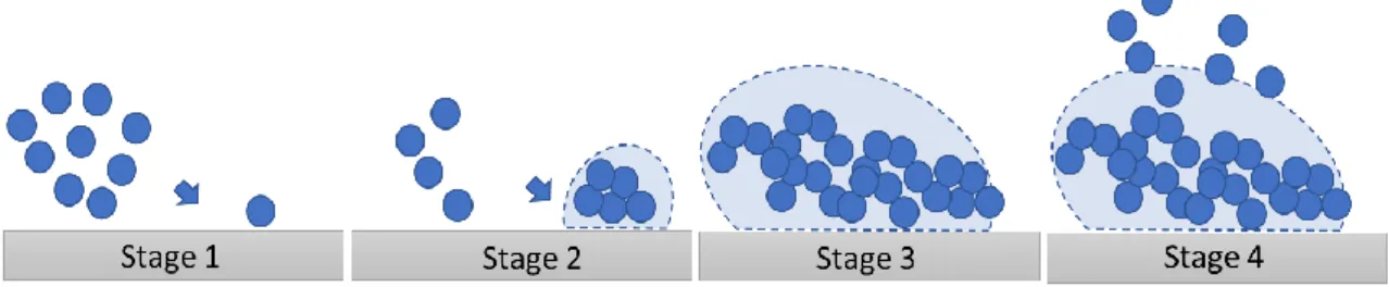 Fig. 1: The four stages of biofilm formation. Stage 1- reversible attachment of bacteria to the surface; Stage 2-  microcolonies  formation;  Stage  3-  biofilm  structuring  and  maturation  and  Stage  4-  biofilm  dispersal  (risk  of  infection  spread