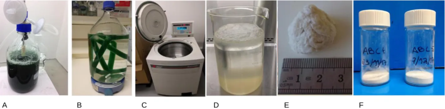 Fig. 3: Representative steps of the isolation of the extracellular polymer from a Cyanothece sp