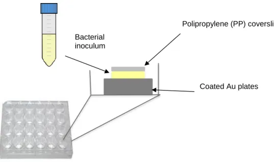 Fig. 5: Squematic representation of the protocol used to perform the anti-adhesive assays