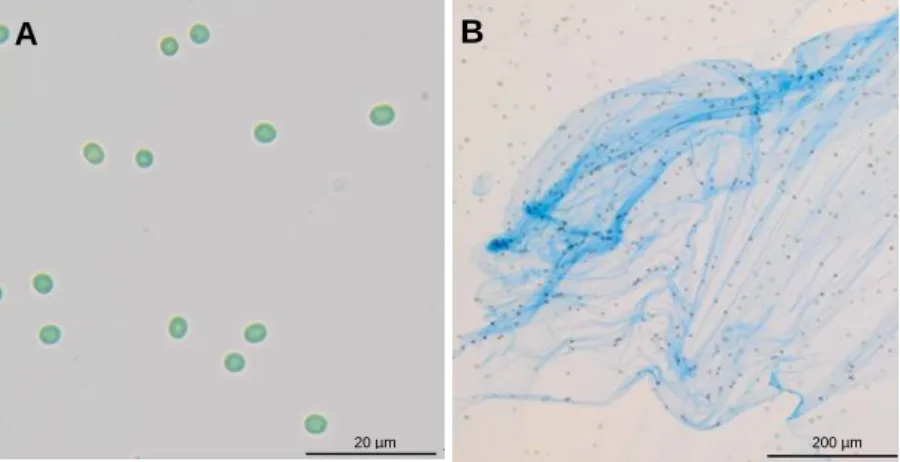Fig.  6:  Light  micrographs  of  Cyanothece  sp.  CCY  0110.  A-  without  stain;  B-  stained  with  Alcian  Blue  highlighting the polysaccharides released into culture medium