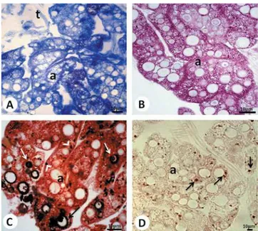 Figure 3. Histological sections of R. padbergi’s perivisceral fat body stained with ~A, B! H-E and submitted to the ~C! PAS and