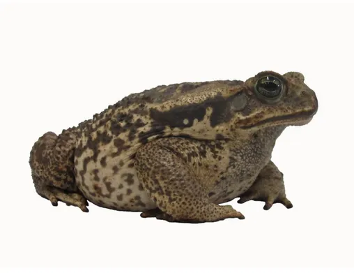 Figura  6:  Sapo  cururu.  Foto  de  um  exemplar  de  sapo  cururu  (Rhinella  schneideri)  utilizado  no  presente  trabalho