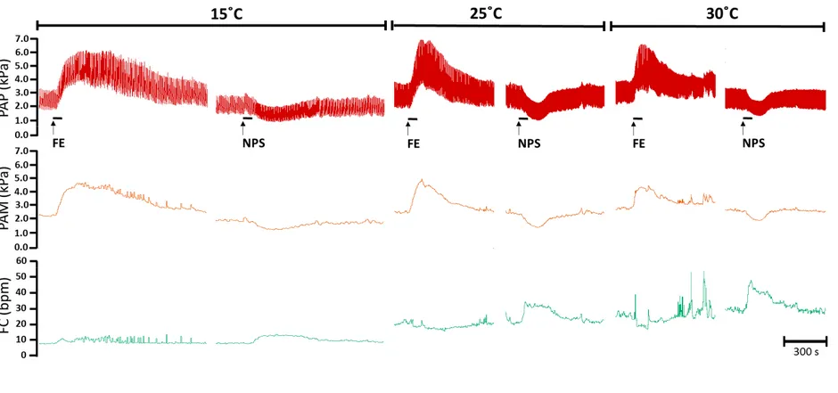 Figura  1:  Pressão  arterial  pulsátil  (PAP),  pressão  arterial  média  (PAM)  e  frequência  cardíaca  (FC)  dos  traçados  originais  representativos  de  um  sapo  cururu  Rhinella  schneideri nas temperaturas de 15, 25 e 30°C