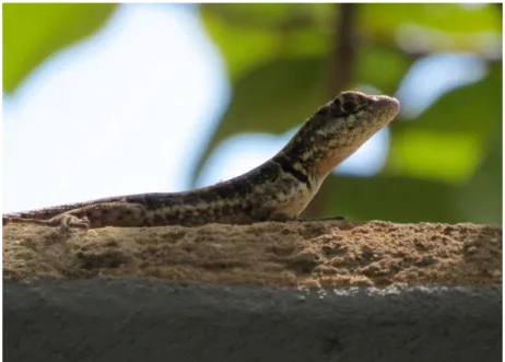 Figura 3: Foto de um exemplar de Tropidurus torquatus. 