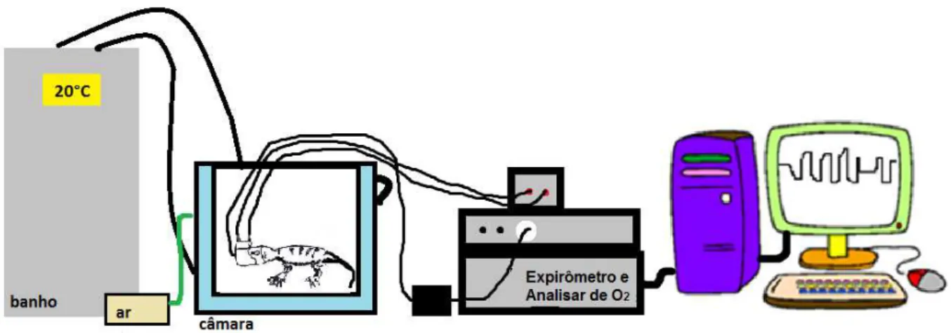 Figura  9:  Desenho  esquemático  do  aparato  experimental  utilizado  para  obtenção  das medidas respiratórias e de consumo de O 2 