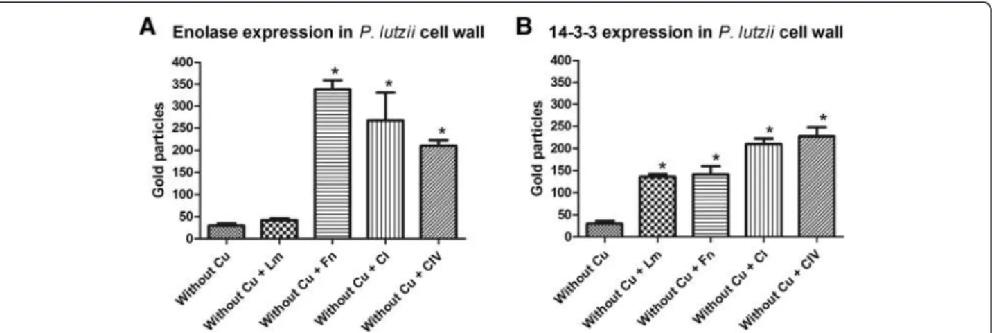 Figure 5 Quantitative analyses of expressed A) enolase and B) 14-3-3 proteins during the interaction with ECM components.