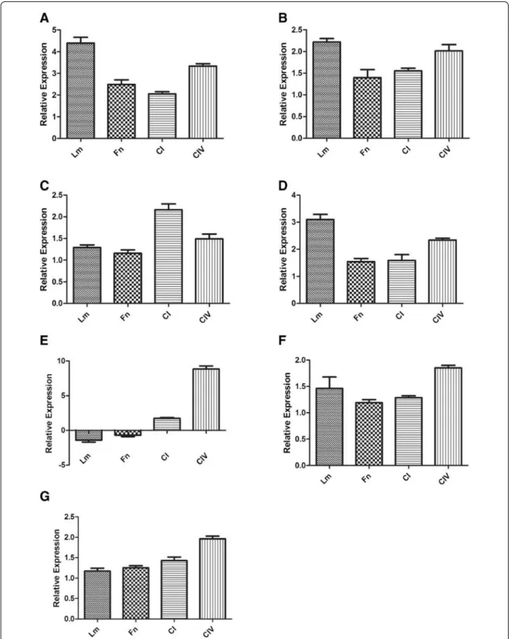 Figure 9 Quantification of differentially expressed genes and proteins without Cu in contact with the different ECM components using Real Time PCR