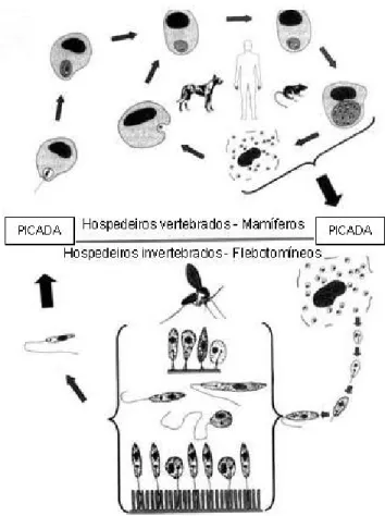 Figura 1. Ciclo biológico de Leishmania sp. – Modificado de: 