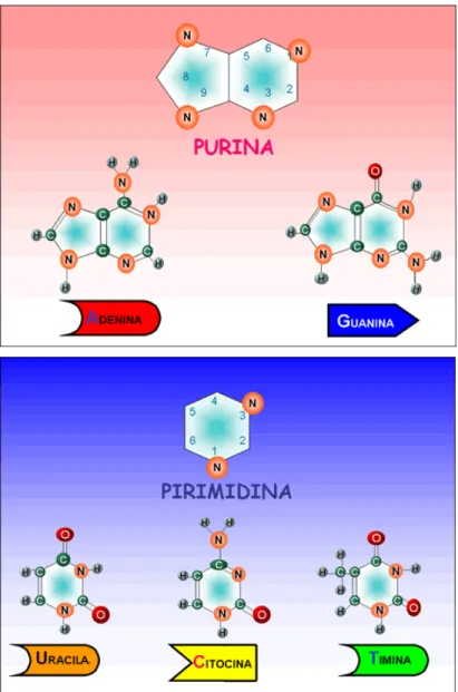Figura 5. Bases purínicas e pirimidínicas dos nucleotídeos e nucleosídeos.  Disponível em: 
