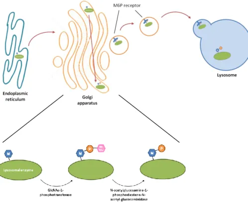 Figure  1  –  Newly  synthesized  lysosomal  enzymes  are  transported  from  the  endoplasmic  reticulum  into the Golgi apparatus where a mannose-6-phosphate (M6P) marker is added through the action of  two  enzymes:  GlcNAc-1-phosphotransferase  transfe