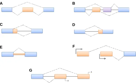 Figure  7 – Representation of the most common forms of alternative splicing. A: cassette exon; B: 