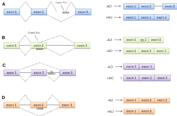 Figure 9 – Different methods of antisense-mediated splicing modulation. A: blocking of cryptic splice site within  the intronic sequence; B: blocking of cryptic splice site within the exonic sequence; C: inclusion of alternatively  spliced exon; D: exclusi