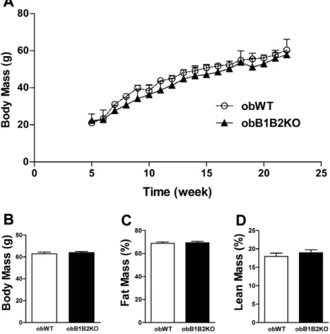 Figure 1. ObB1B2KO have similar body weight and body composition. A) Growth curve showing the body weight of mice from 6 to 24 weeks of age; B) Average body weight of 30-week-old mice; C and D) Densitometry of obWT and obB1B2KO at the age of 25 weeks