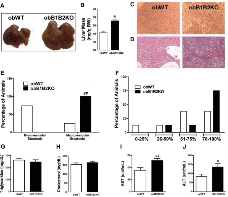 Figure 6. KKS protects the liver against steatosis in obese mice. A) Representative picture of the sizes of livers from 6-month-old mice; B) Averages of liver relative mass from 6-month-old mice; C) Representative picture comparing hematoxylin and eosin st
