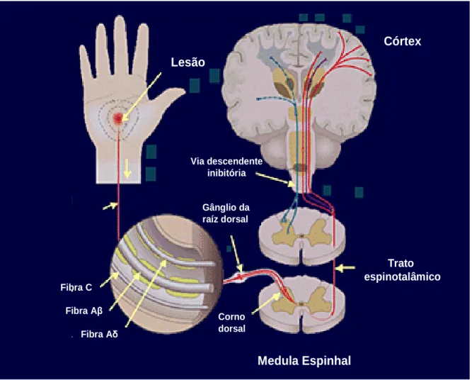 Figura  I.  Mecanismo  de  Transmissão  e  percepção  da  dor.  Diagrama  esquemático ilustrando as fibras aferentes primárias, a medula espinhal, córtex e  via descendente