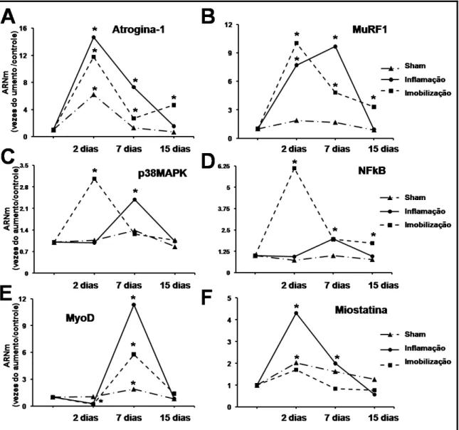 Figura 2. Expressão gênica de atrogina-1 (A), MuRF1 (B), NFκB (C), p38MAPK (D),  MyoD (E) e miostatina (F) no músculo TA dos grupos Sham, Inflamação e Imobilização  nos dias 2, 7 e 15