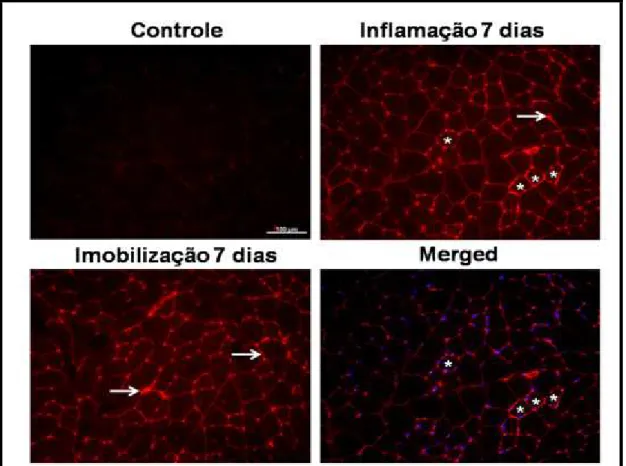 Figura 4. Imagens representativas da imunoflourescência do TNF- α para os grupos  Controle, Inflamação 7 dias e Imobilização 7 dias são apresentadas