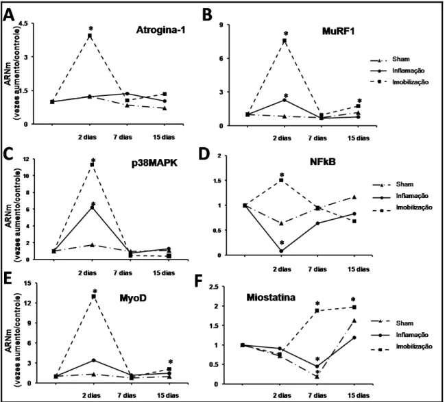 Figura 2. Expressão gênica de atrogina-1 (A), MuRF1 (B), NFκB (C), p38MAPK (D),  MyoD (E) e miostatina (F) no músculo sóleo dos grupos Sham, Inflamação e Imobilização  nos dias 2, 7 e 15