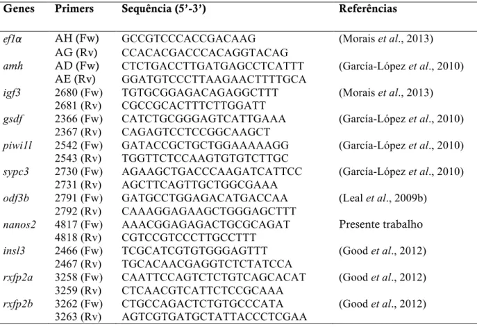 Tabela  1  –  Primers  utilizados  nas  análises  dos  níveis  de  transcrição  para  genes  testiculares