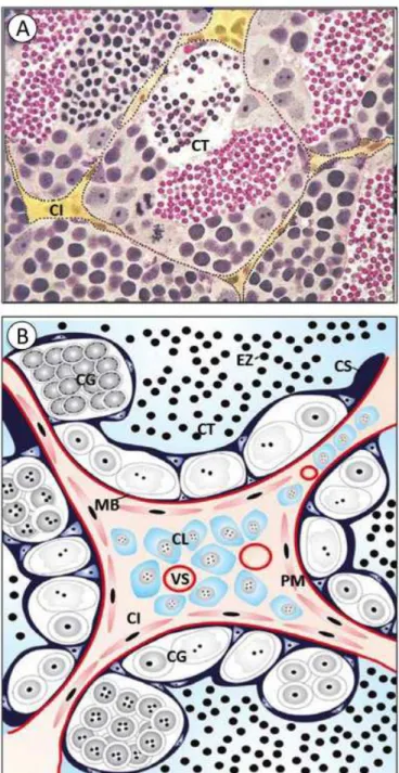 Figura  2  –  Corte  histológico  (A)  e  figura  esquemática  (B)  ilustrando  a  estrutura  testicular em teleósteos