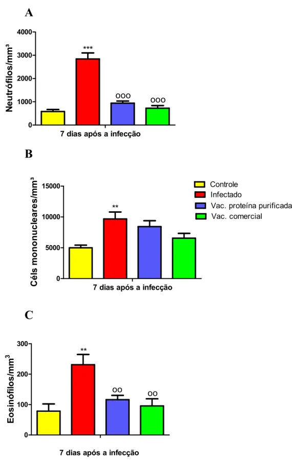 Figura  3:  Contagem  de  neutrófilos,  células  mononucleares  e  eosinófilos  no  sangue  de  animais heterogênicos, 7 dias após a infecção