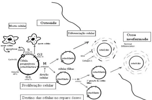 Figura 1: Esquema do ciclo celular de células  osteogênicas progenitoras levando a (1) morte celular programada;  (2) mitose e proliferação celular; ou (3) diferenciação terminal e formação de osteócito mineralizado