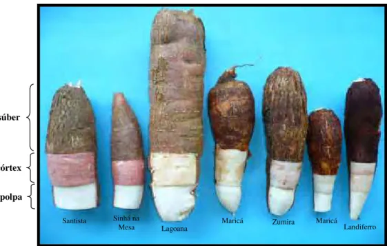 FIGURA 7: Raízes de etnovariedades de mandioca. Destaque para as colorações do súber e do córtex da raiz