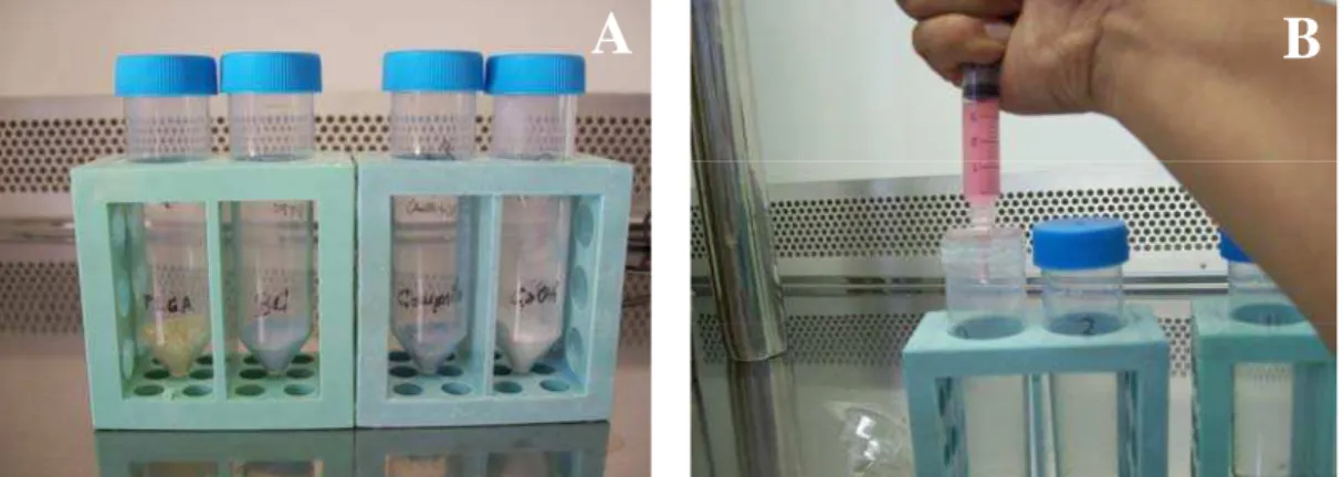 FIGURA 2. Procedimento do ensaio MTT para os FP5 e MP: (A) Materiais; (B) Meio  condicionado; (C) Plaqueamento das células e (D) Placa após aplicação dos reagentes
