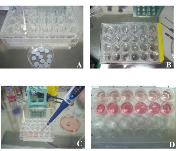FIGURA 3. Procedimento do ensaio de aderência celular das FMM1 e os MP sobre pastilhas  de compósito BC/PLGA: (A) Pastilhas esterilizadas; (B) Distribuição das pastilhas na placa;  (C) Plaqueamento das células sobre as pastilhas e (D) Placa após plaqueamen