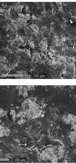 Figure 1. Scanning electron micrographs of BC/PLGA composite disc surface  showing an irregular topography (A) and presence of pores